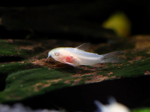 Corydoras-Albino Pygmy