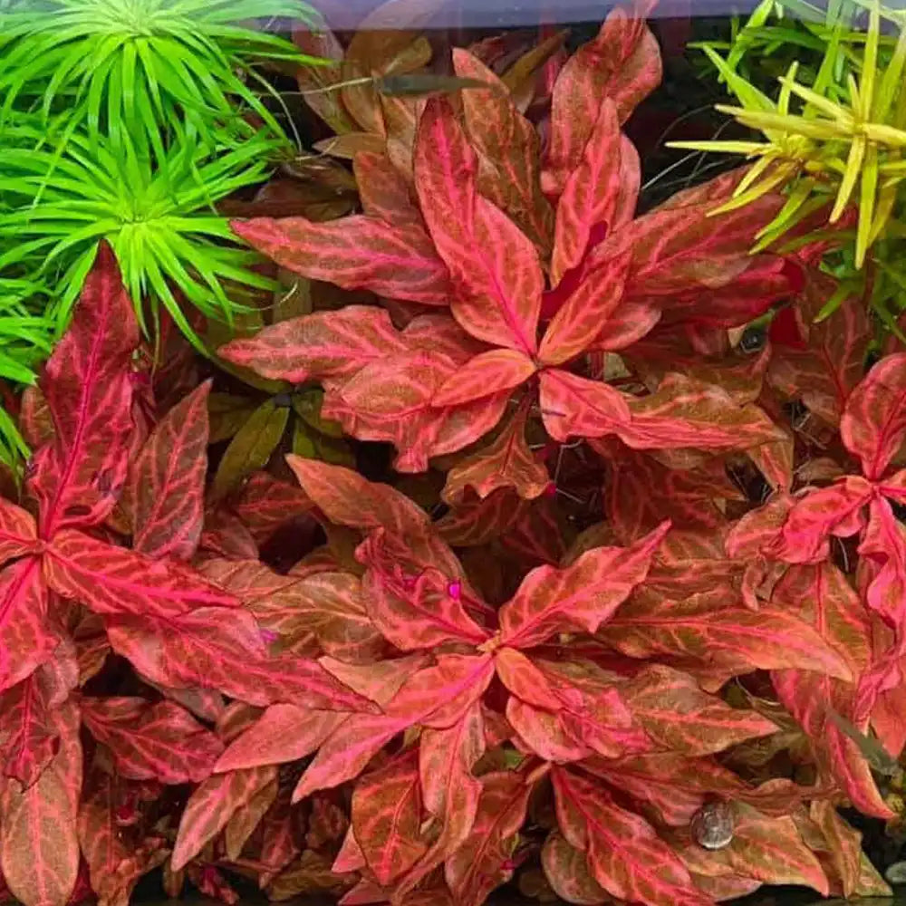 RTG Alternanthera Reinecki 'Rosanervig' In Vitro