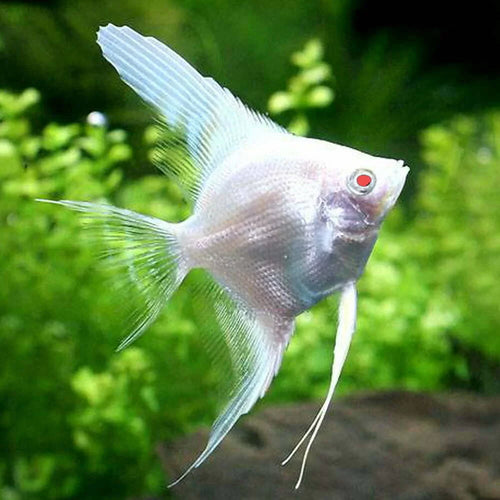Angel-Albino Zebra