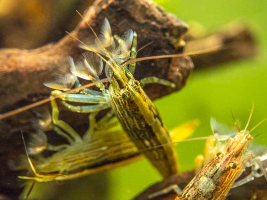 Shrimp-Bamboo(40-50mm)