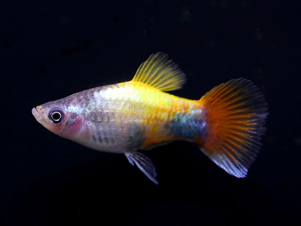 Platy-Blue Butterfly Mickey Mouse
