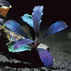 Bucephalandra Portions- 80mm Tub