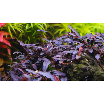 Bucephalandra Portions- 80mm Tub