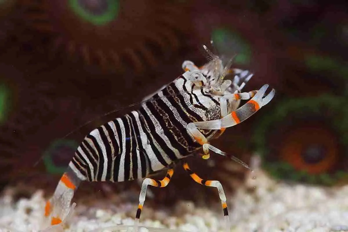 Bumblebee Shrimp