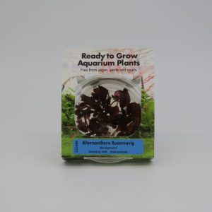 RTG Alternanthera Reinecki 'Rosanervig' In Vitro