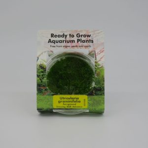 RTG Utricularia graminifolia in-Vitro
