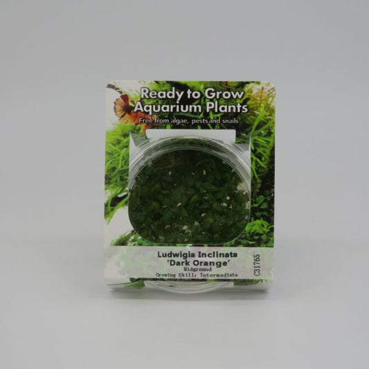 RTG Ludwigia Dark Orange