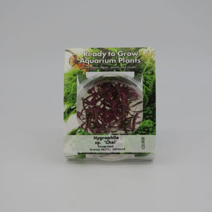 RTG Hygrophila sp ‘Chai’