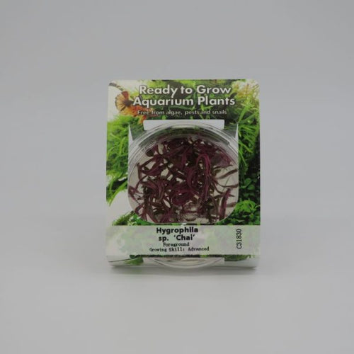 RTG Hygrophila sp ‘Chai’