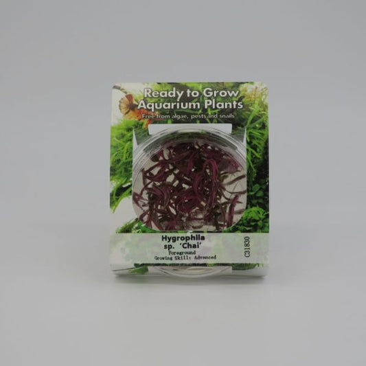 RTG Hygrophila sp ‘Chai’