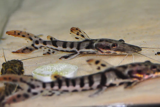 Shovelnose Catfish (80-90mm)