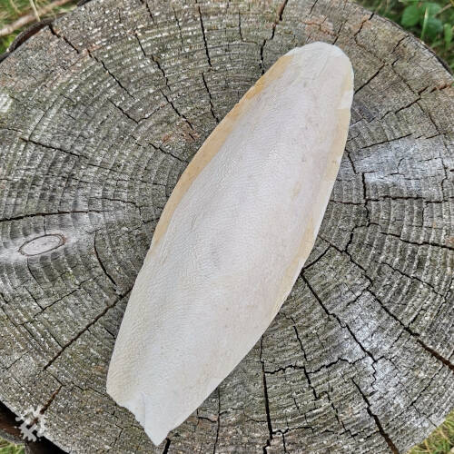 QP - Cuttlefish bone