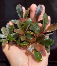 Bucephalandra Portions- 80mm Tub