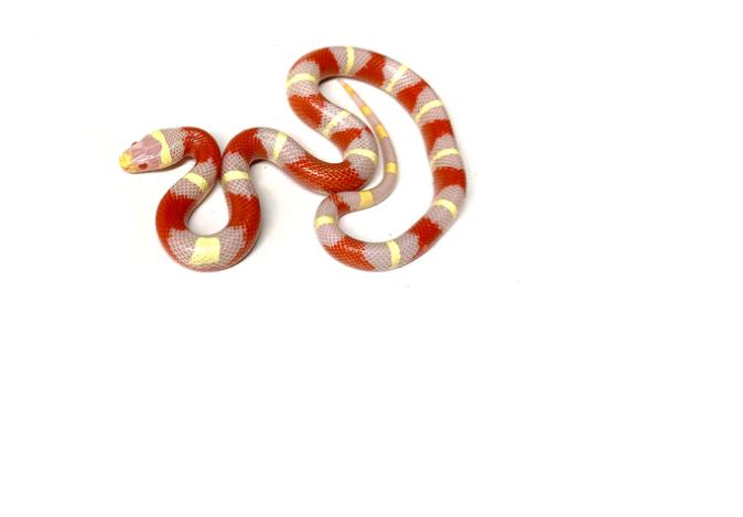 Albino Sinaloan Milk Snake