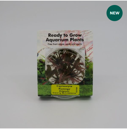 RTG Cryptocoryne spec.’Flamingo’
