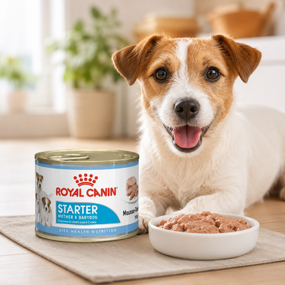 Royal Canin Mother & Babydog (Puppy) Starter Mousse- 195g