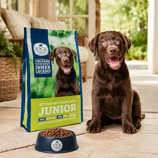 Jock Junior Puppy