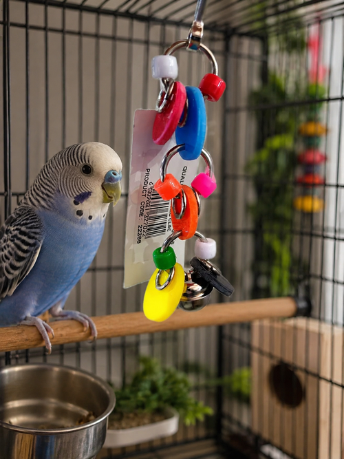 Candy Clic Clac Bird Toy