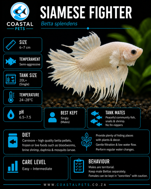 Betta-Platinum White Crowntail
