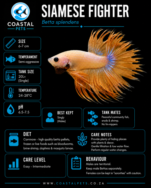 Betta-Orange Crowntail