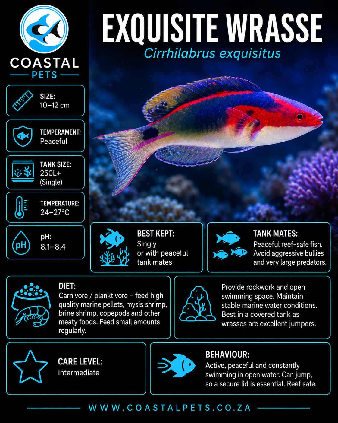 Exquisite Wrasse