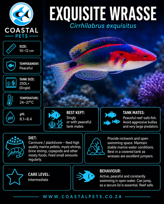 Exquisite Wrasse