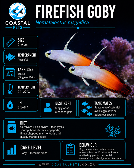 Fire Goby
