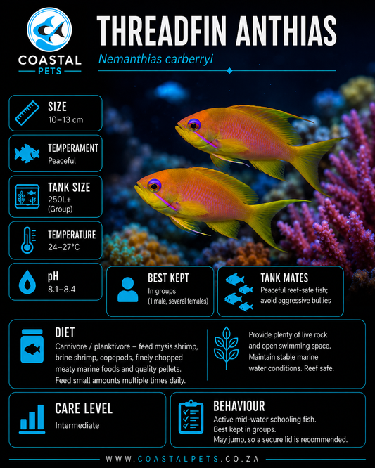 Goldie (Lyretail Anthias) 5-7cm