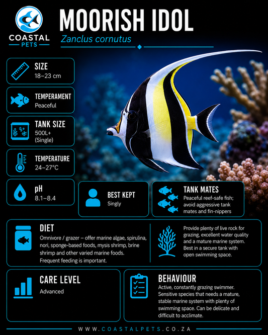 Moorish Idol