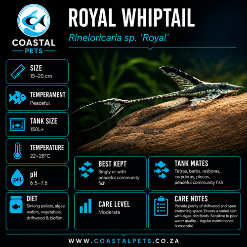 Royal Whiptail (4-5cm)