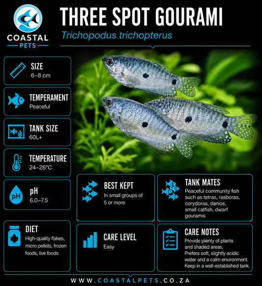 Gourami-Threespot (40-50MM)