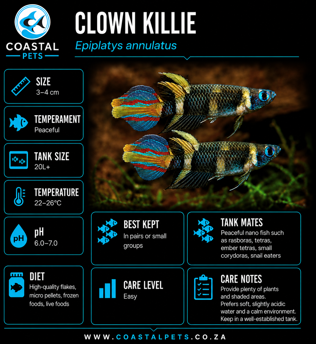 Killifish-Clown ≈2cm