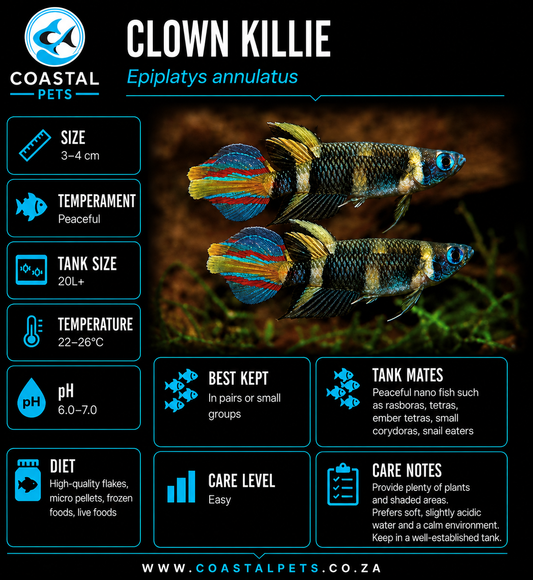 Killifish-Clown ≈2cm