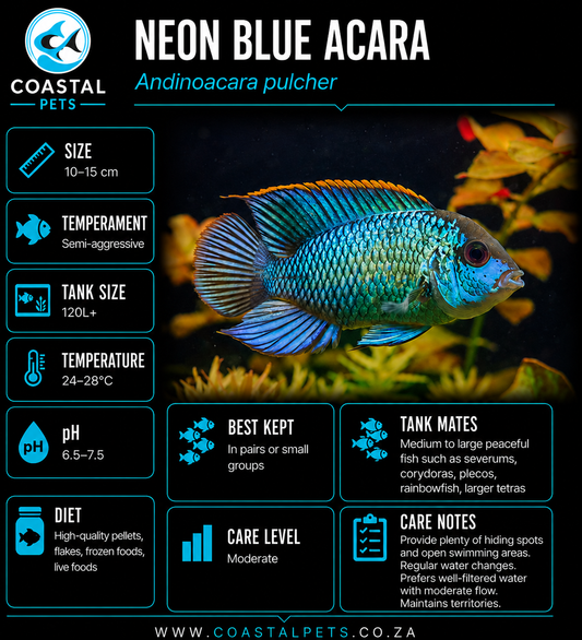 Neon Blue Acara (70-80mm)