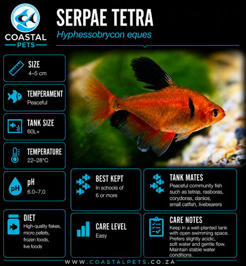 Tetra-Serpae