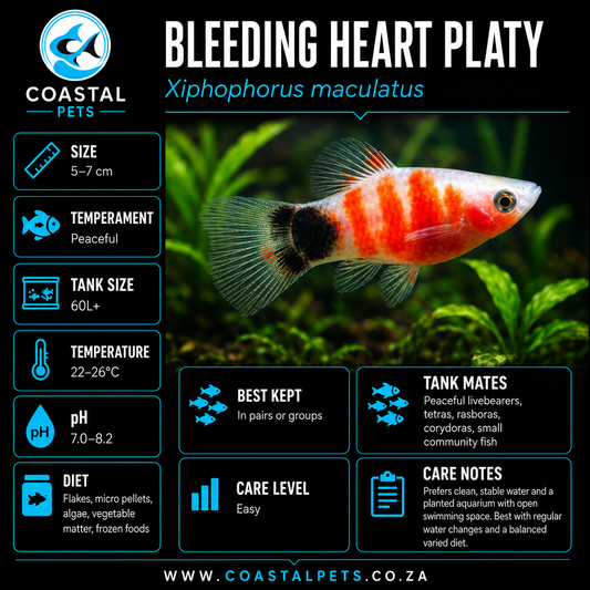 Platy-Bleeding Heart