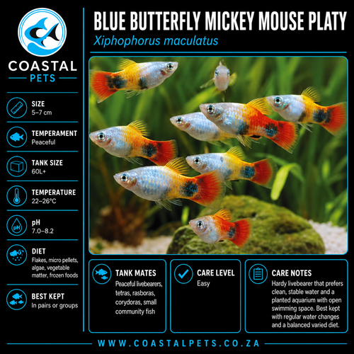 Platy-Blue Butterfly Mickey Mouse