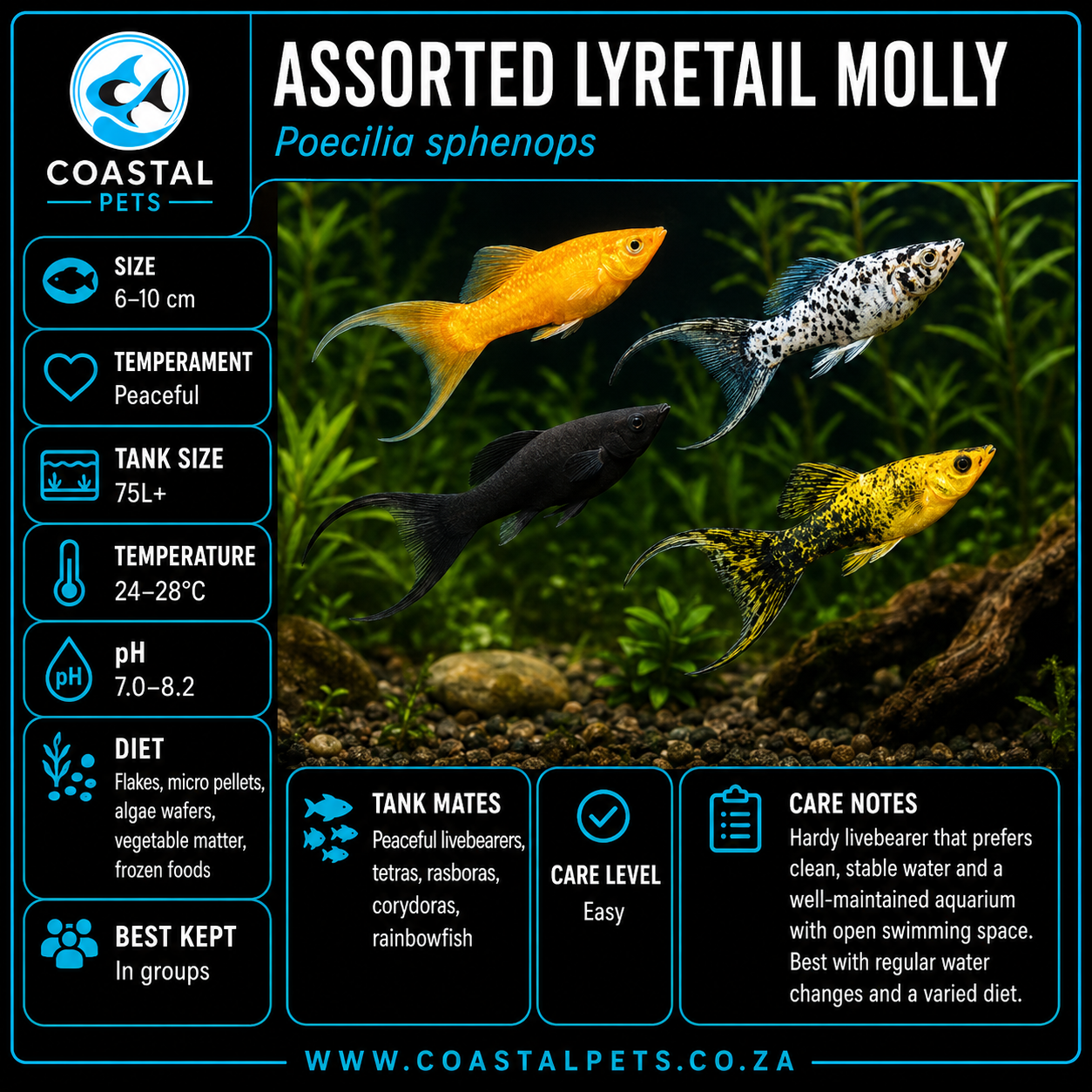 Molly-Lyretail Assorted (40-50mm)