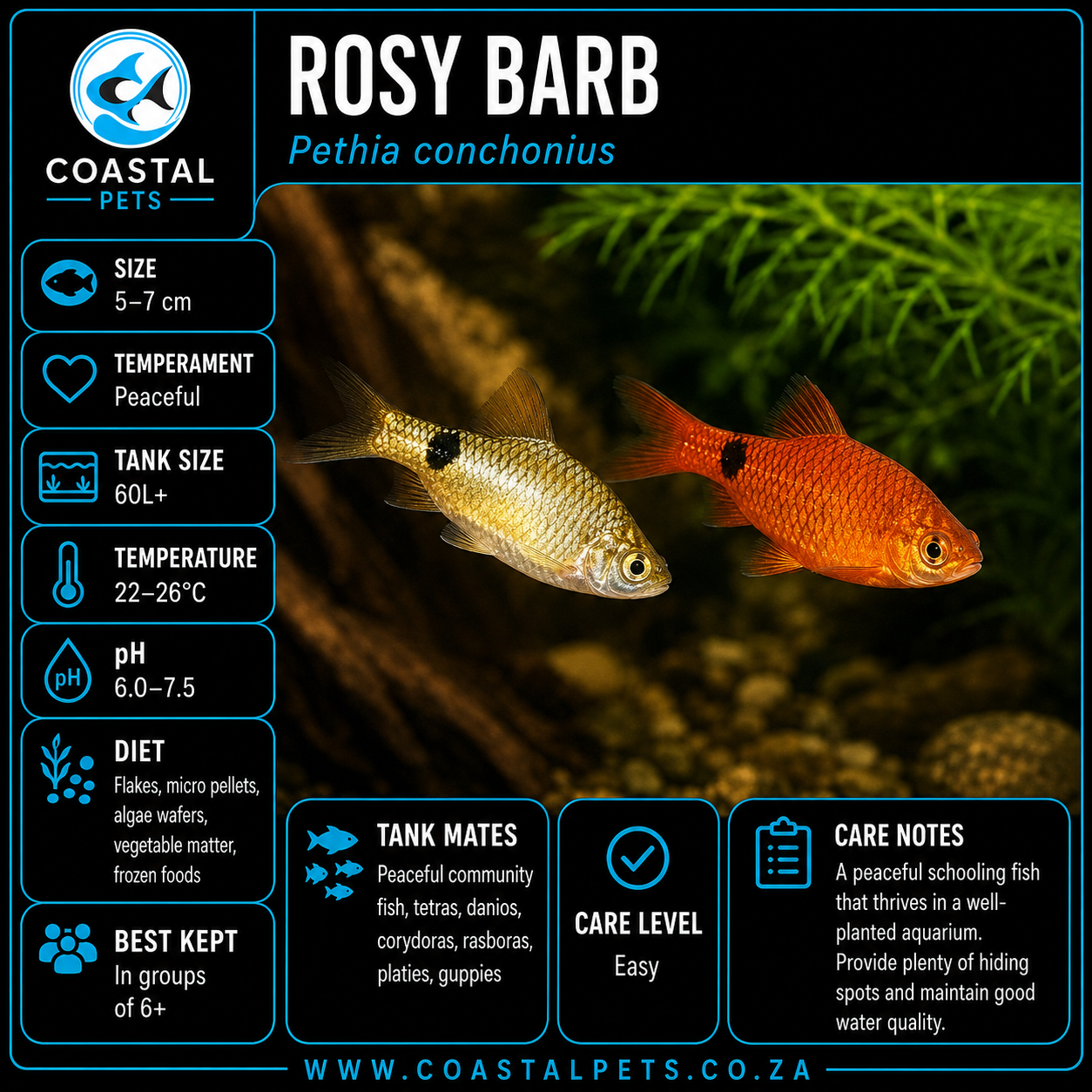 Barb-Rosy