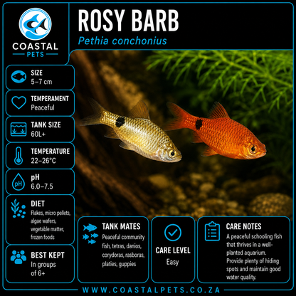 Barb-Rosy