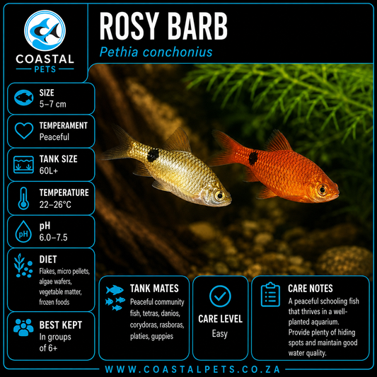 Barb-Rosy