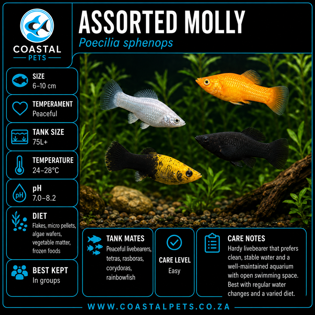 Molly-Assorted