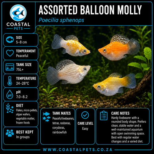 Assorted Balloon Molly