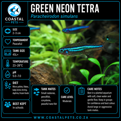 Tetra-Green Neon