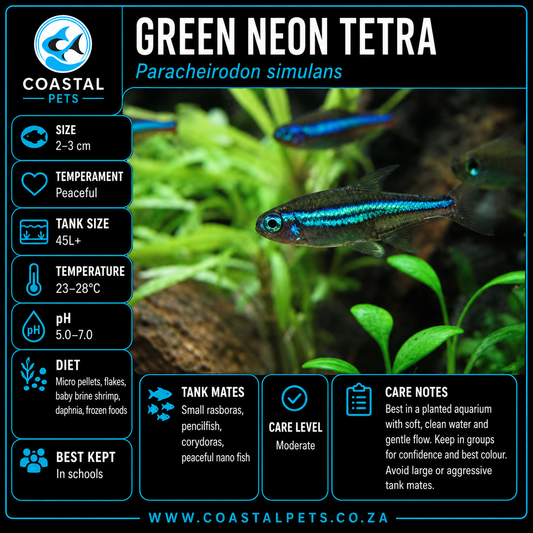 Tetra-Green Neon