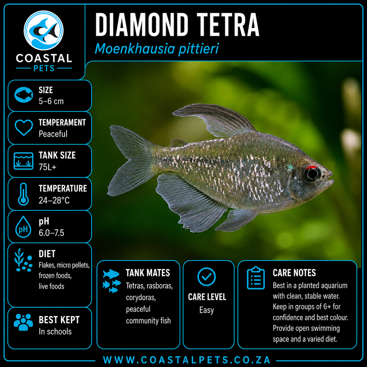 Tetra-Diamond