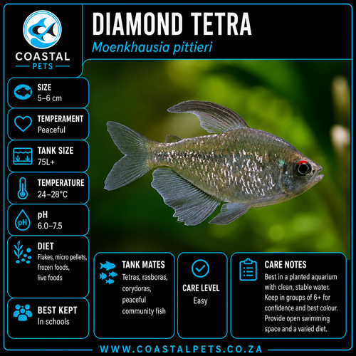 Tetra-Diamond