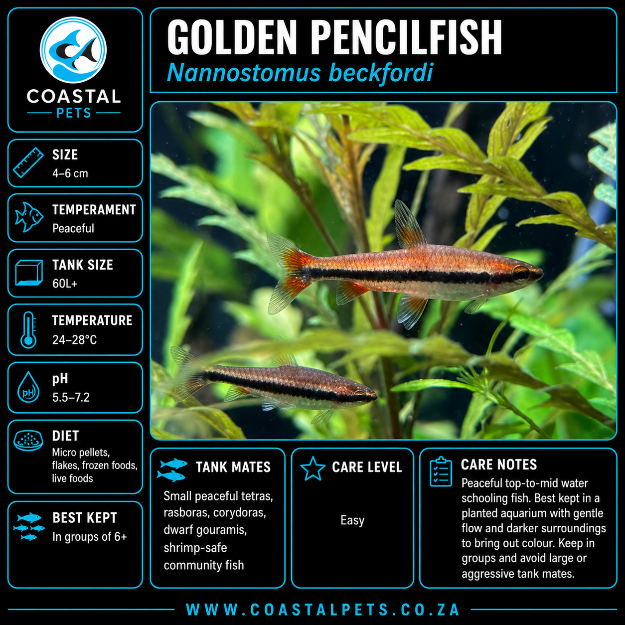 Golden Pencilfish