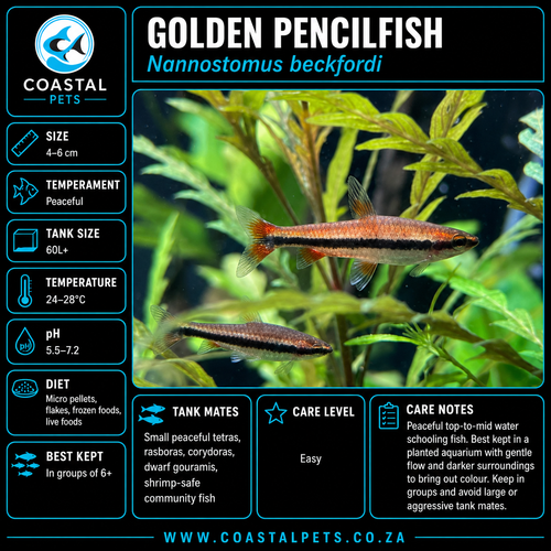 Golden Pencilfish