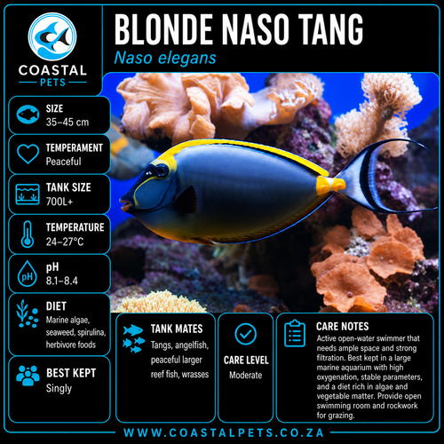 Blonde Naso Tang